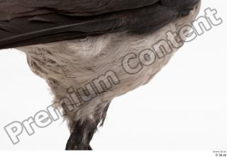 Carrion crow bird leg 0009.jpg